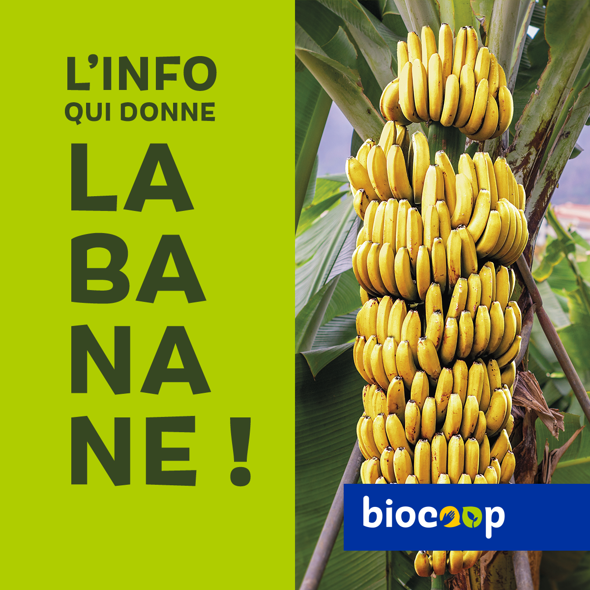 Nos bananes sont bio et équitable ! 🌍