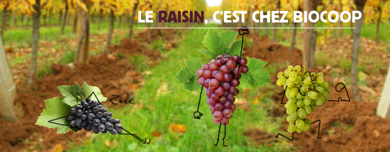 Le fruit du mois de septembre : le raisin