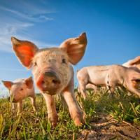 Dossier : la filière porcine bio, une réussite à mettre en regard des difficultés de la filière porcine conventionnelle 