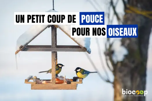10. Un petit coup de pouce pour nos oiseaux